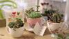 How To Make A Teacup Succulent Garden For Mother S Day